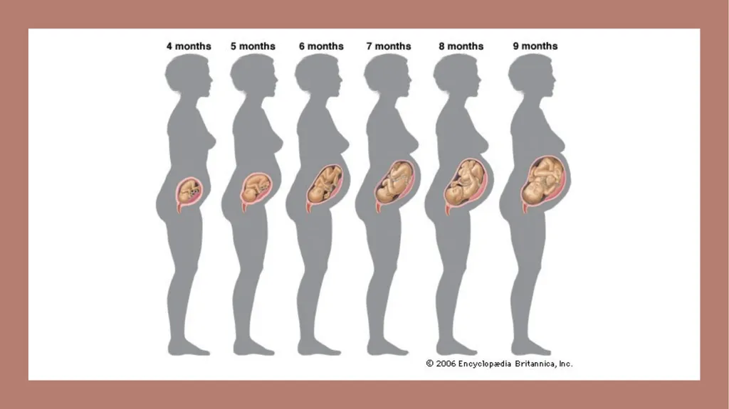 The Reproductive System and Human Genetics - slide 43 of 56