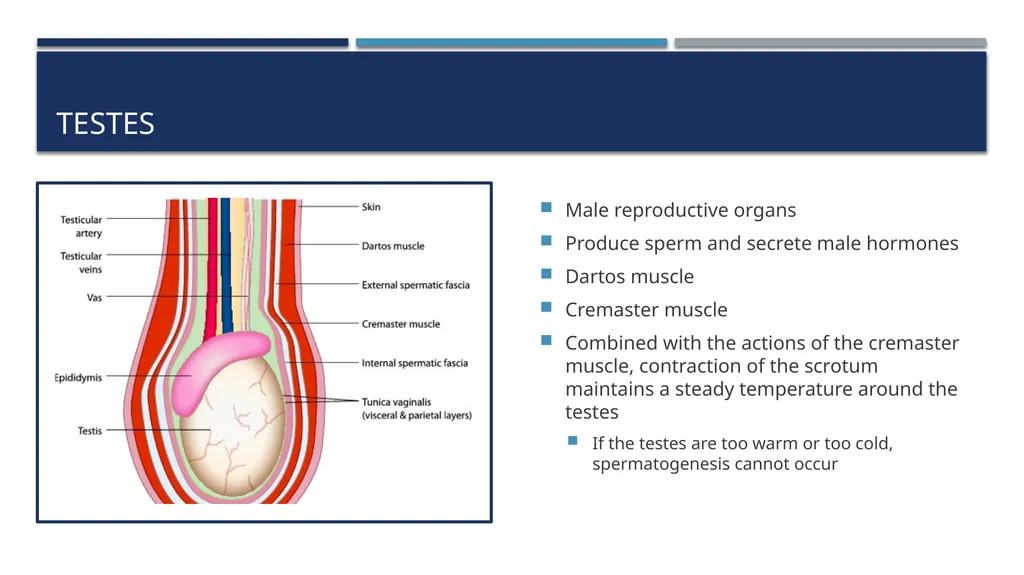 The Reproductive System and Human Genetics - slide 22 of 56