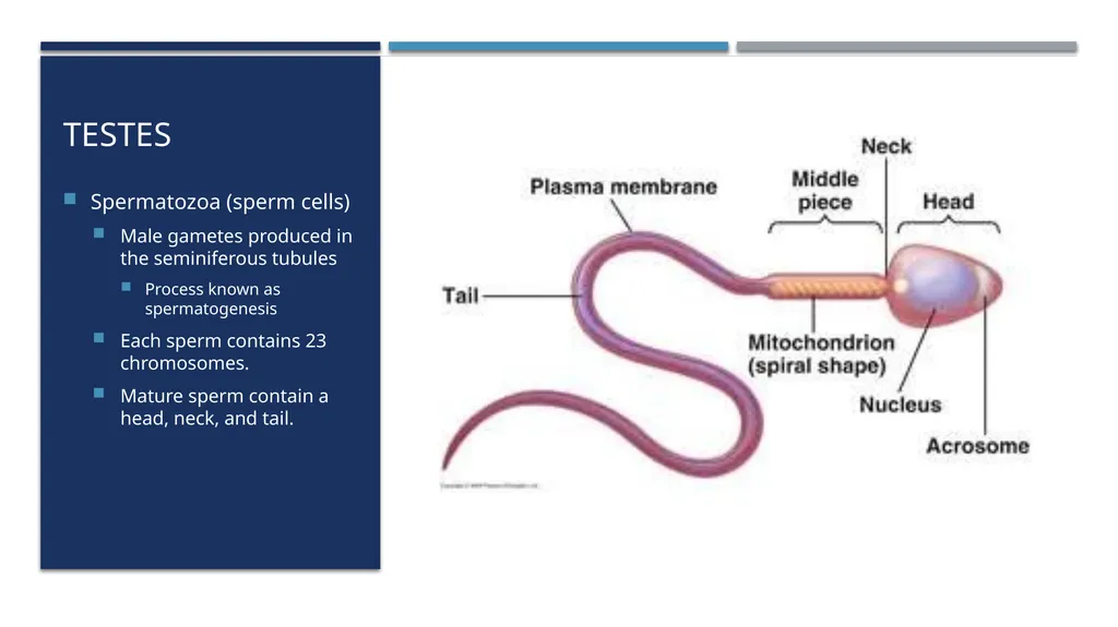 The Reproductive System and Human Genetics - slide 23 of 56
