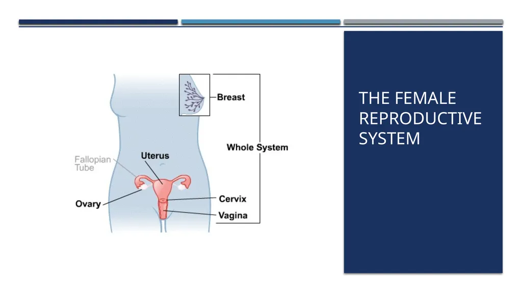 The Reproductive System and Human Genetics - slide 7 of 56