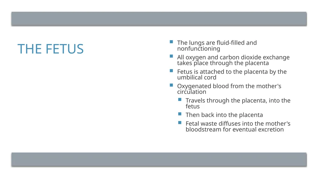 The Reproductive System and Human Genetics - slide 39 of 56