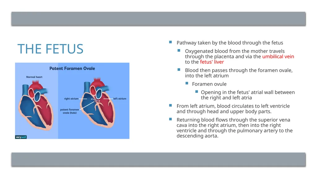 The Reproductive System and Human Genetics - slide 40 of 56