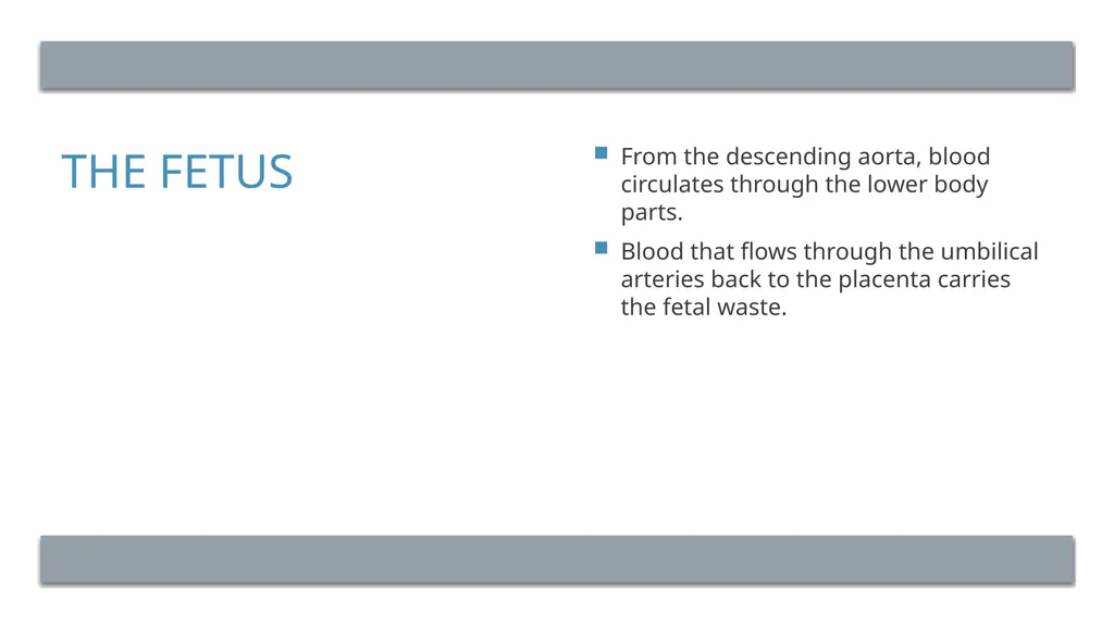 The Reproductive System and Human Genetics - slide 41 of 56