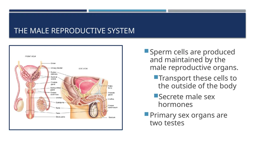 The Reproductive System and Human Genetics - slide 21 of 56
