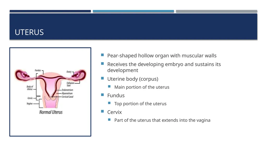The Reproductive System and Human Genetics - slide 14 of 56