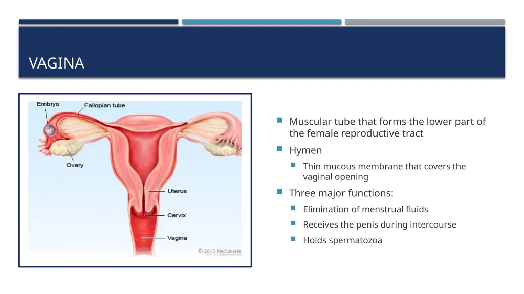 The Reproductive System and Human Genetics - slide 19 of 56
