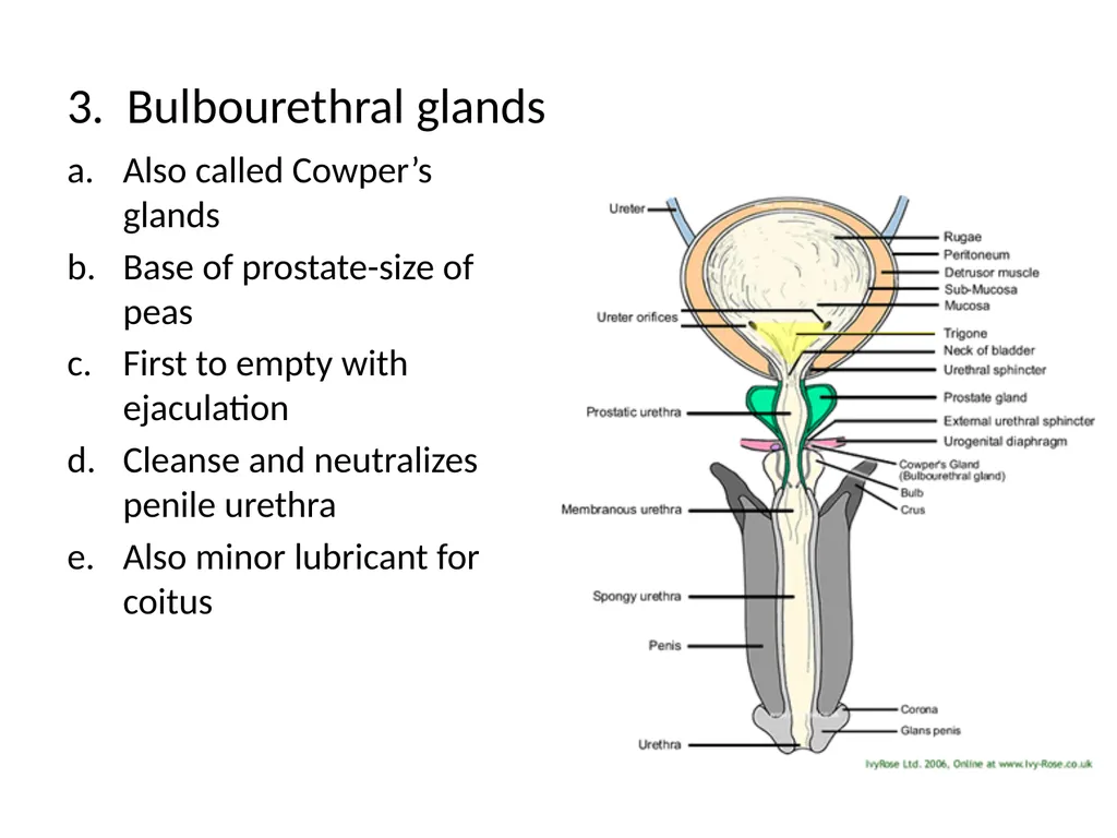 Reproductive Biology I. Need for Meiosis A. Human - slide 15 of 33