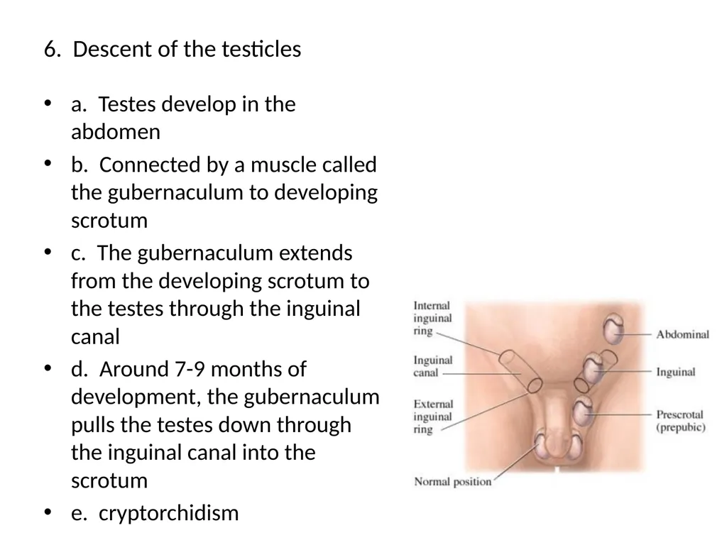 Reproductive Biology I. Need for Meiosis A. Human - slide 5 of 33