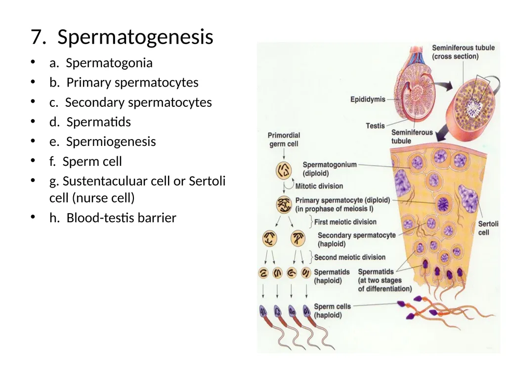 Reproductive Biology I. Need for Meiosis A. Human - slide 6 of 33