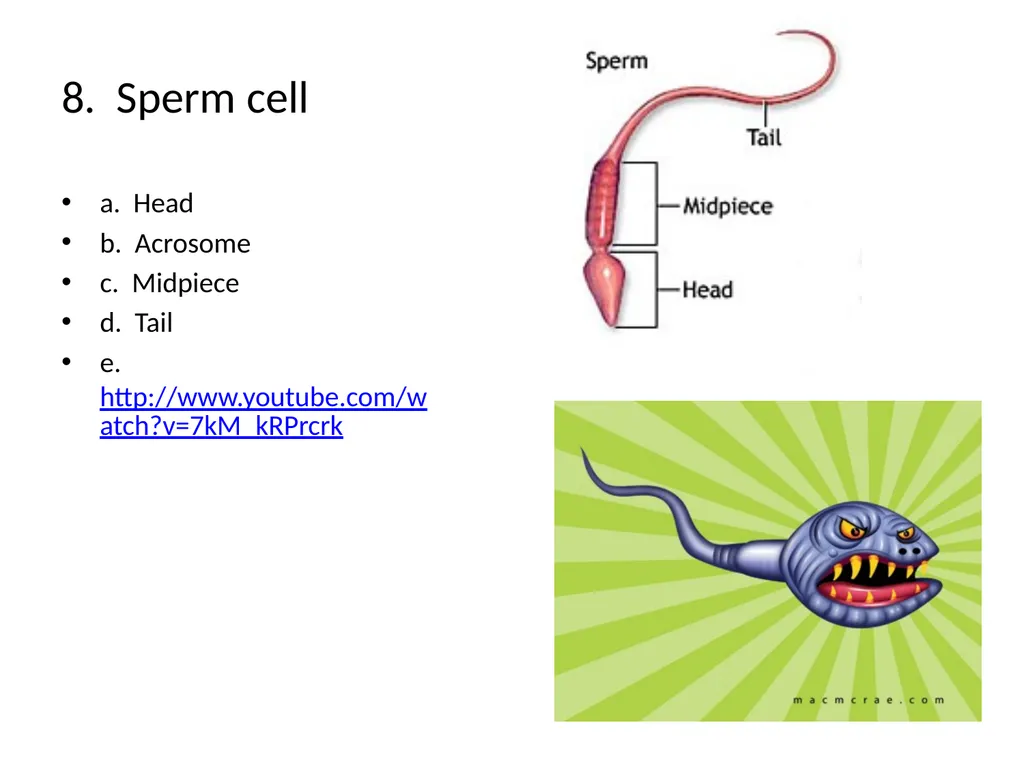 Reproductive Biology I. Need for Meiosis A. Human - slide 7 of 33