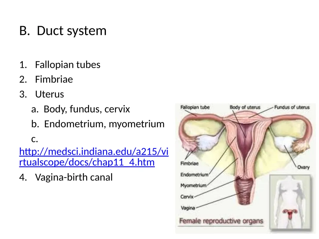 Reproductive Biology I. Need for Meiosis A. Human - slide 25 of 33
