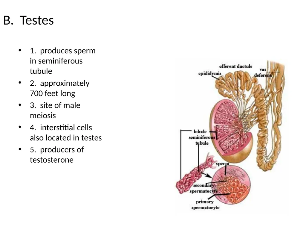 Reproductive Biology I. Need for Meiosis A. Human - slide 4 of 33