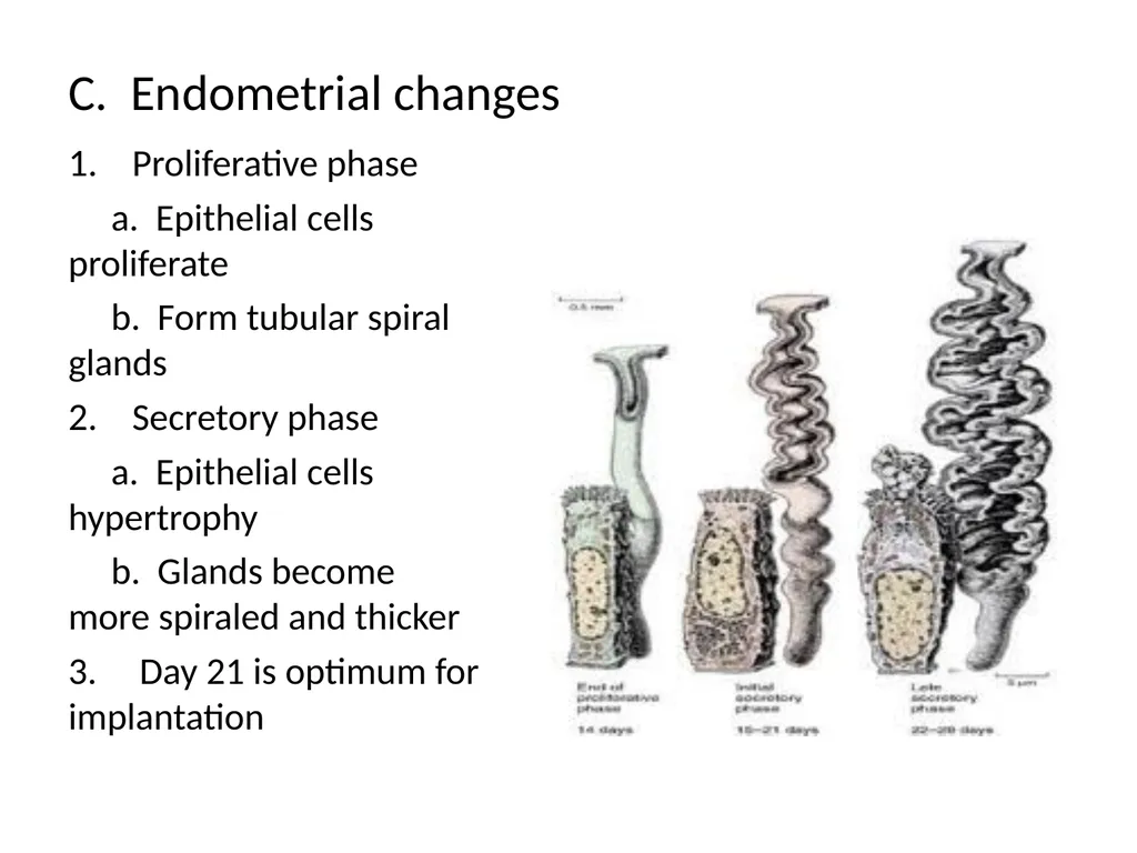 Reproductive Biology I. Need for Meiosis A. Human - slide 29 of 33