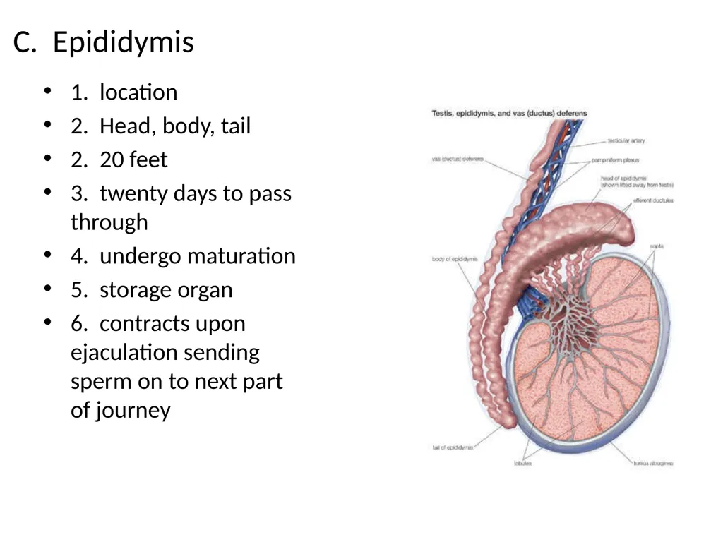 Reproductive Biology I. Need for Meiosis A. Human - slide 9 of 33