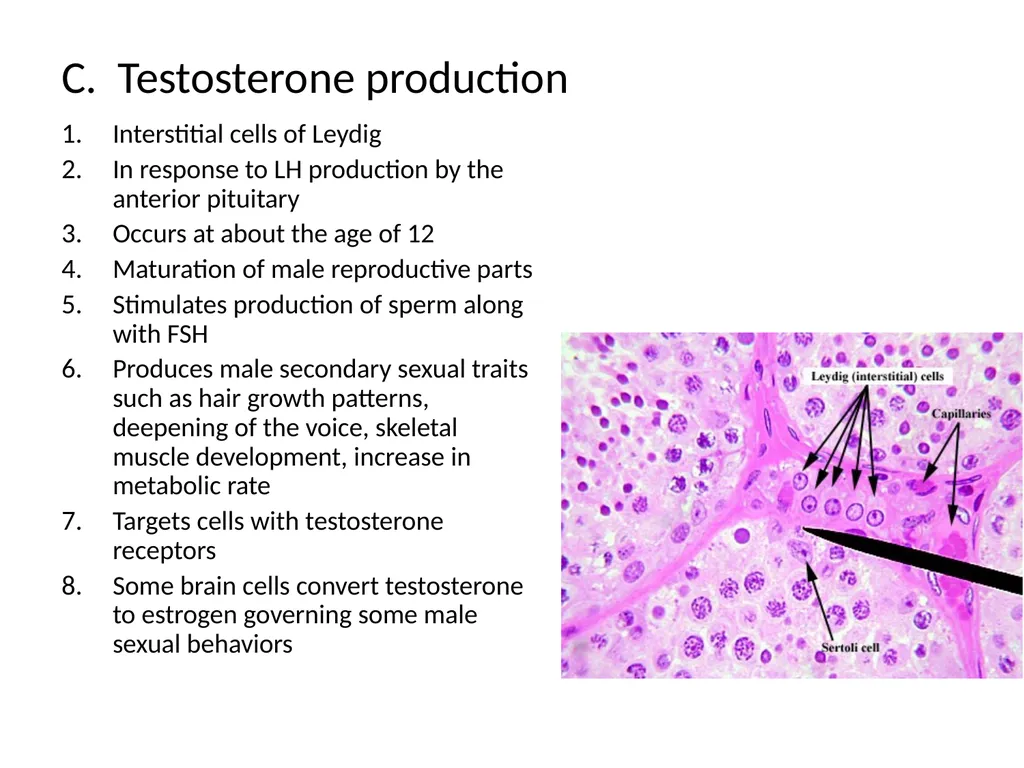Reproductive Biology I. Need for Meiosis A. Human - slide 19 of 33