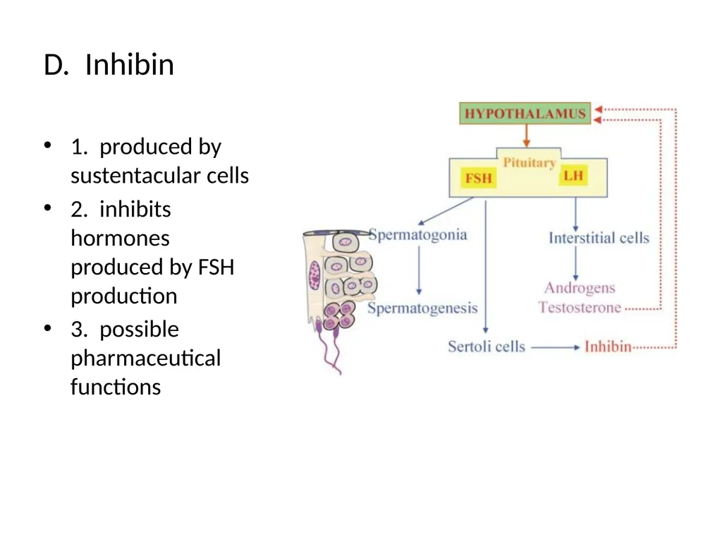 Reproductive Biology I. Need for Meiosis A. Human - slide 21 of 33