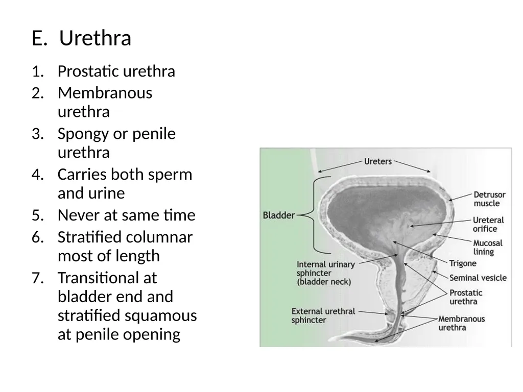 Reproductive Biology I. Need for Meiosis A. Human - slide 12 of 33