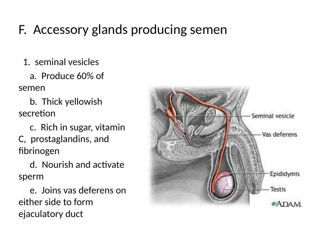 Reproductive Biology I. Need for Meiosis A. Human - slide 13 of 33