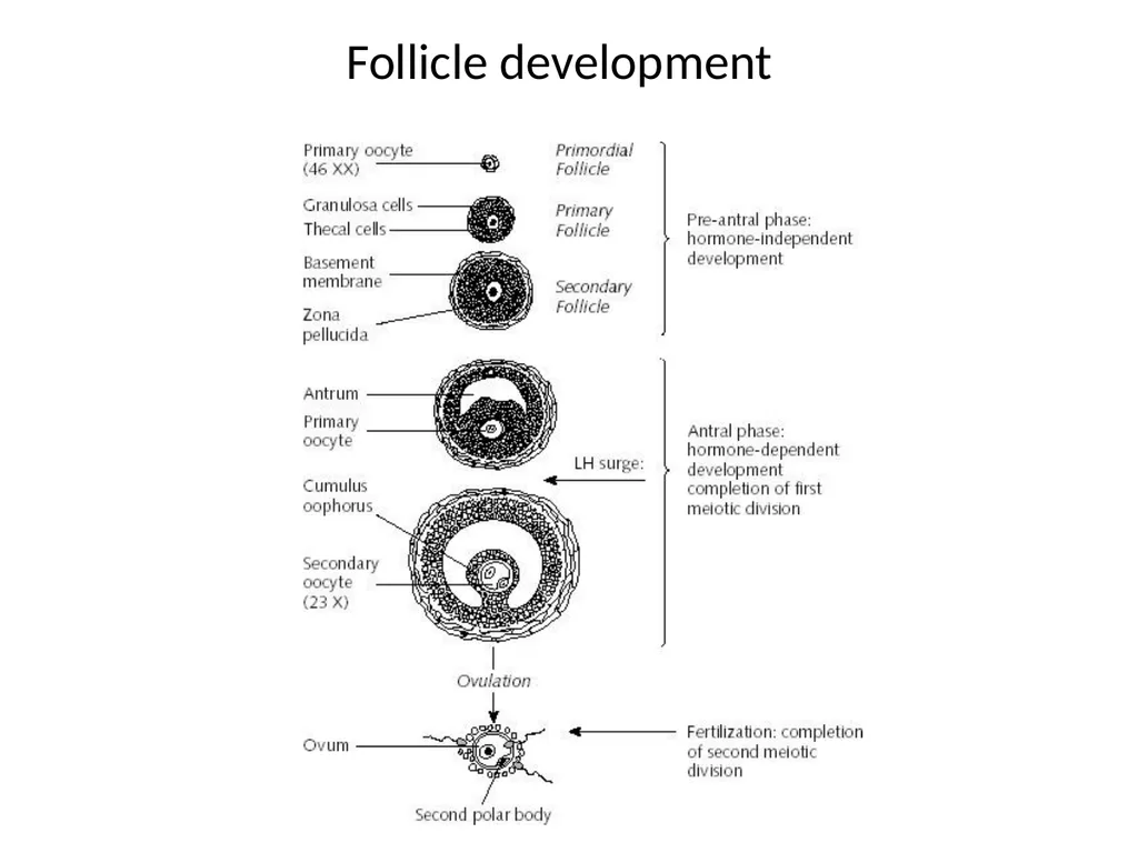 Reproductive Biology I. Need for Meiosis A. Human - slide 23 of 33