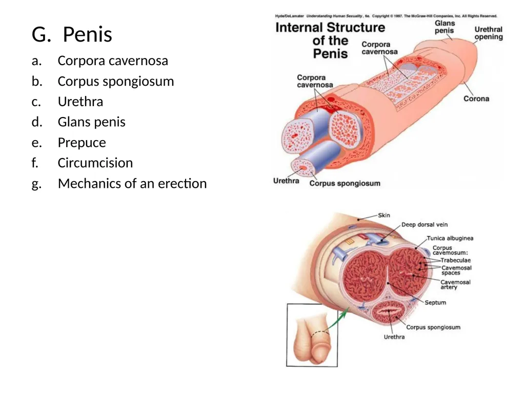 Reproductive Biology I. Need for Meiosis A. Human - slide 17 of 33