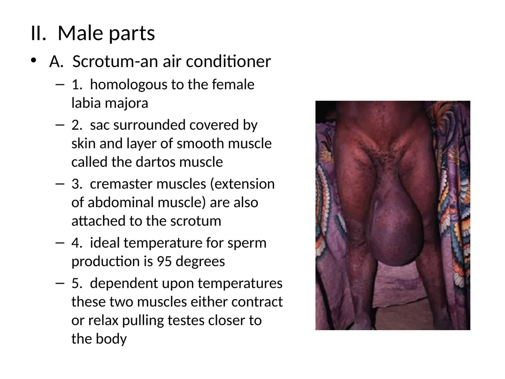 Reproductive Biology I. Need for Meiosis A. Human - slide 3 of 33