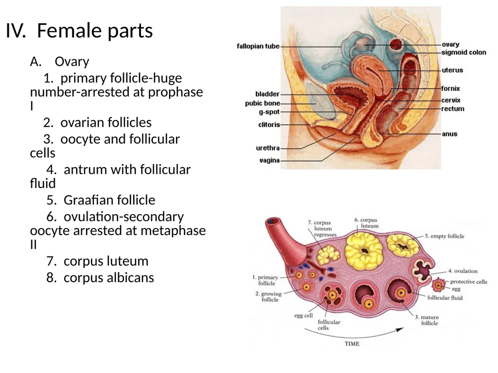 Reproductive Biology I. Need for Meiosis A. Human - slide 22 of 33
