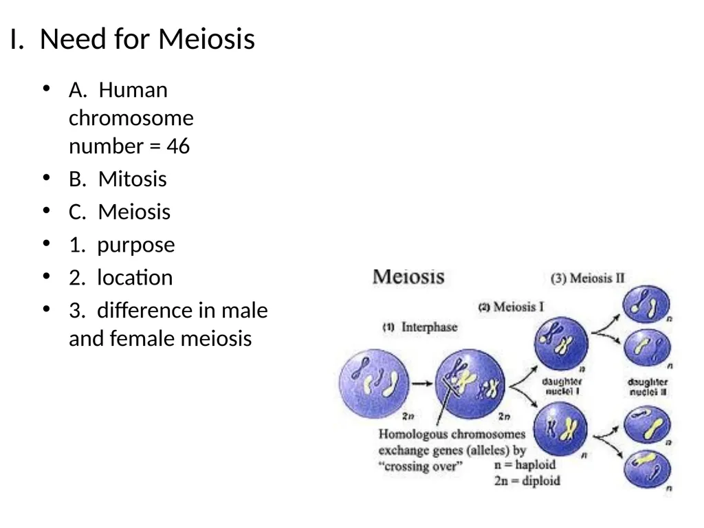 Reproductive Biology I. Need for Meiosis A. Human - slide 2 of 33