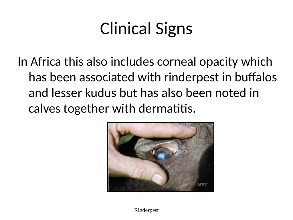 Rinderpest Rinderpest is characterized by high - slide 22 of 60