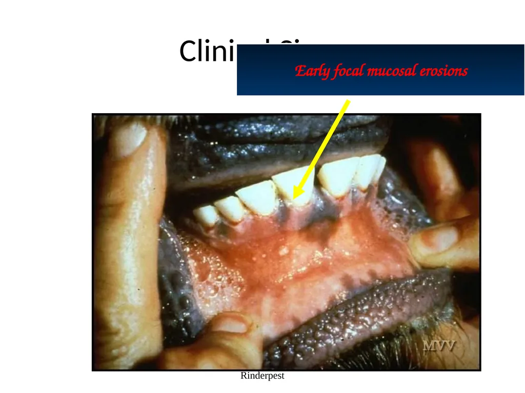 Rinderpest Rinderpest is characterized by high - slide 25 of 60