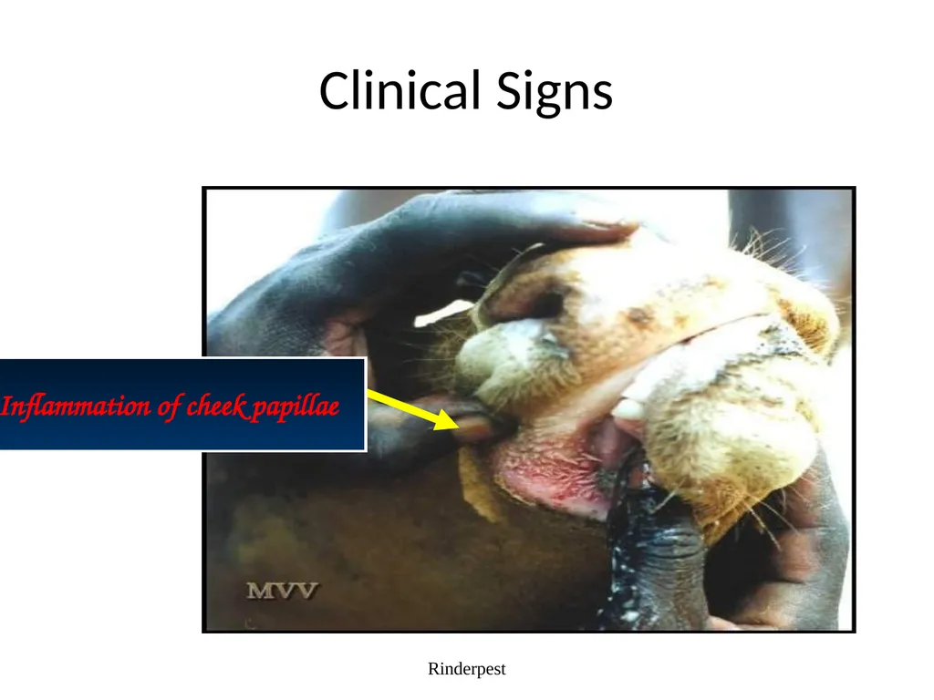 Rinderpest Rinderpest is characterized by high - slide 28 of 60