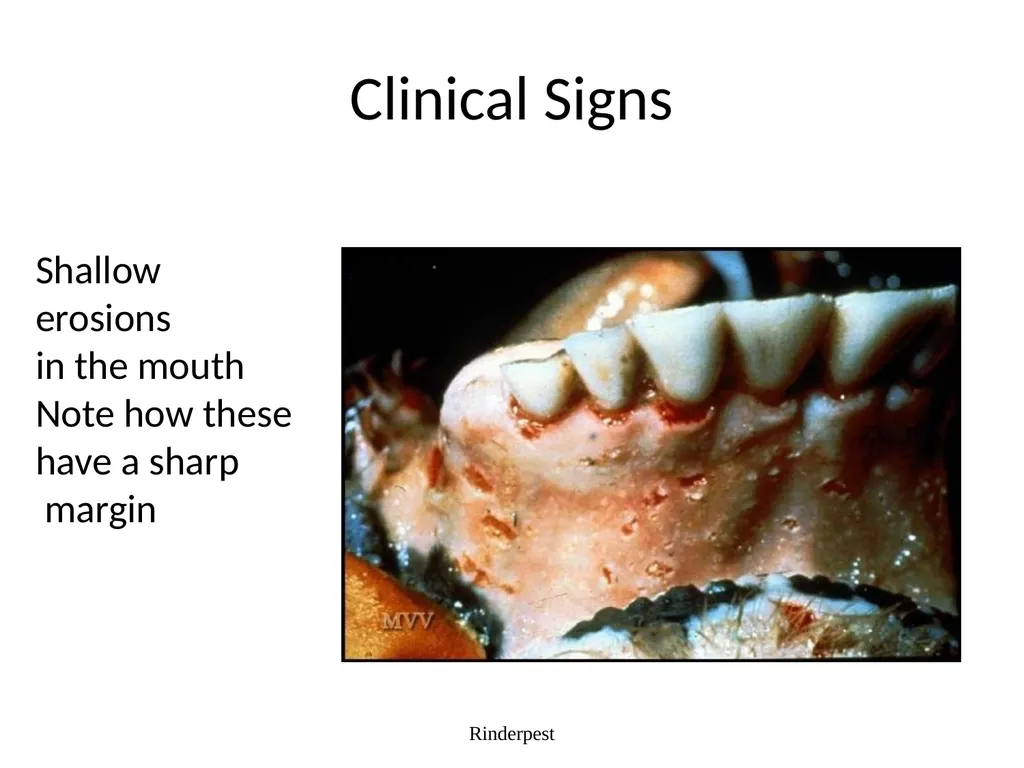 Rinderpest Rinderpest is characterized by high - slide 30 of 60
