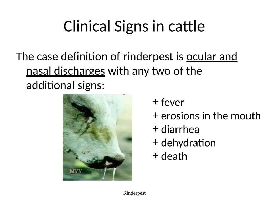 Rinderpest Rinderpest is characterized by high - slide 15 of 60