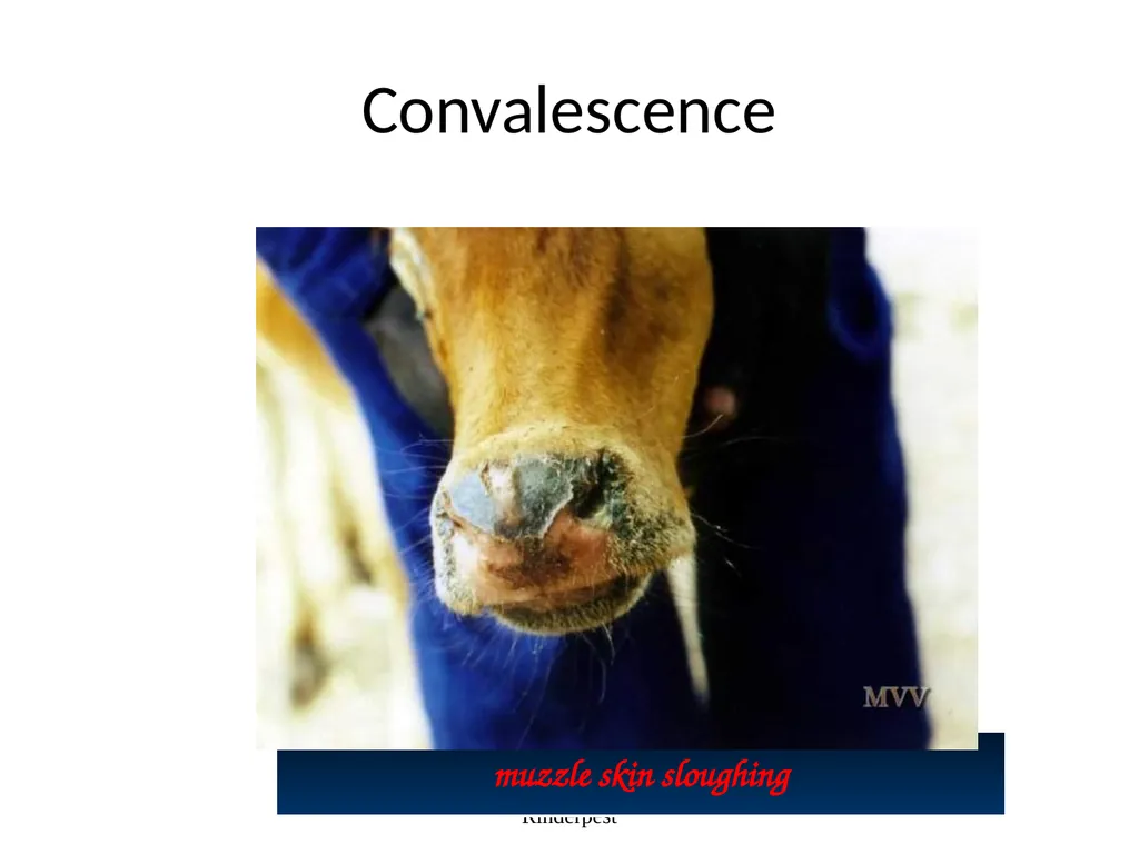 Rinderpest Rinderpest is characterized by high - slide 33 of 60