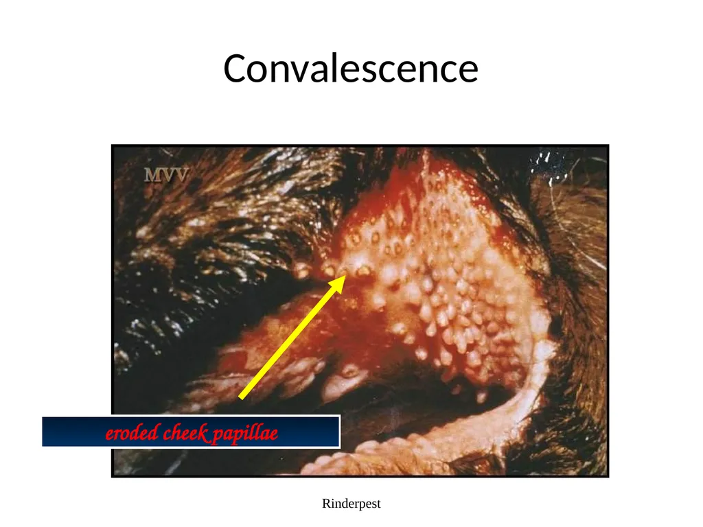 Rinderpest Rinderpest is characterized by high - slide 34 of 60