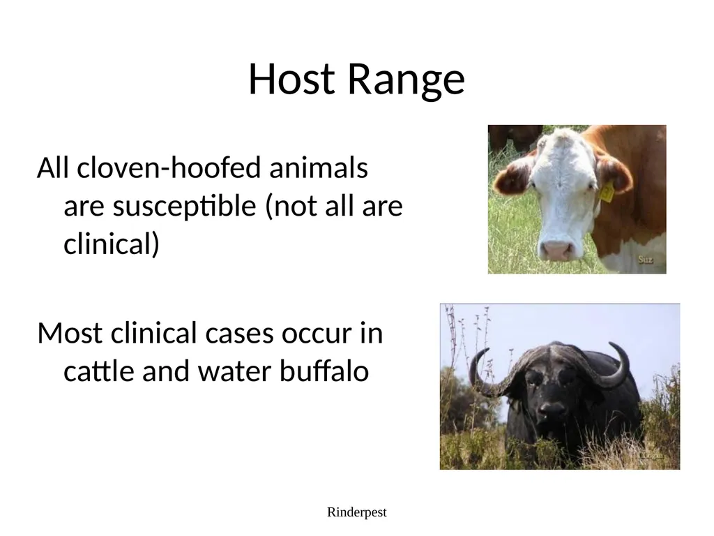 Rinderpest Rinderpest is characterized by high - slide 5 of 60
