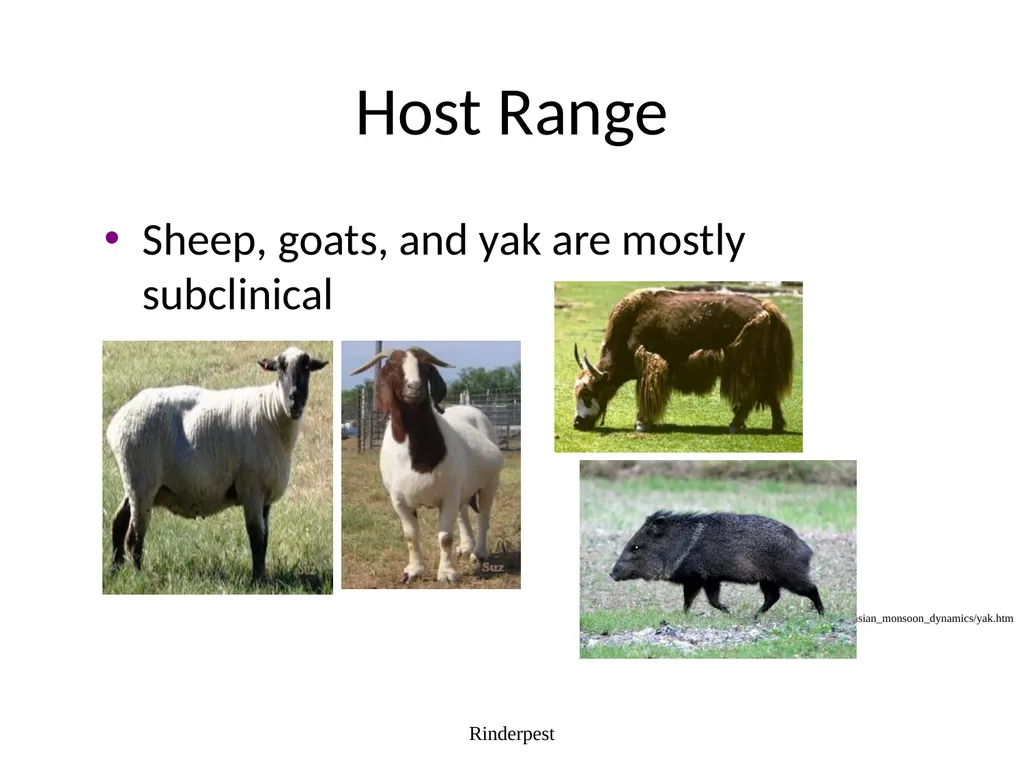 Rinderpest Rinderpest is characterized by high - slide 6 of 60