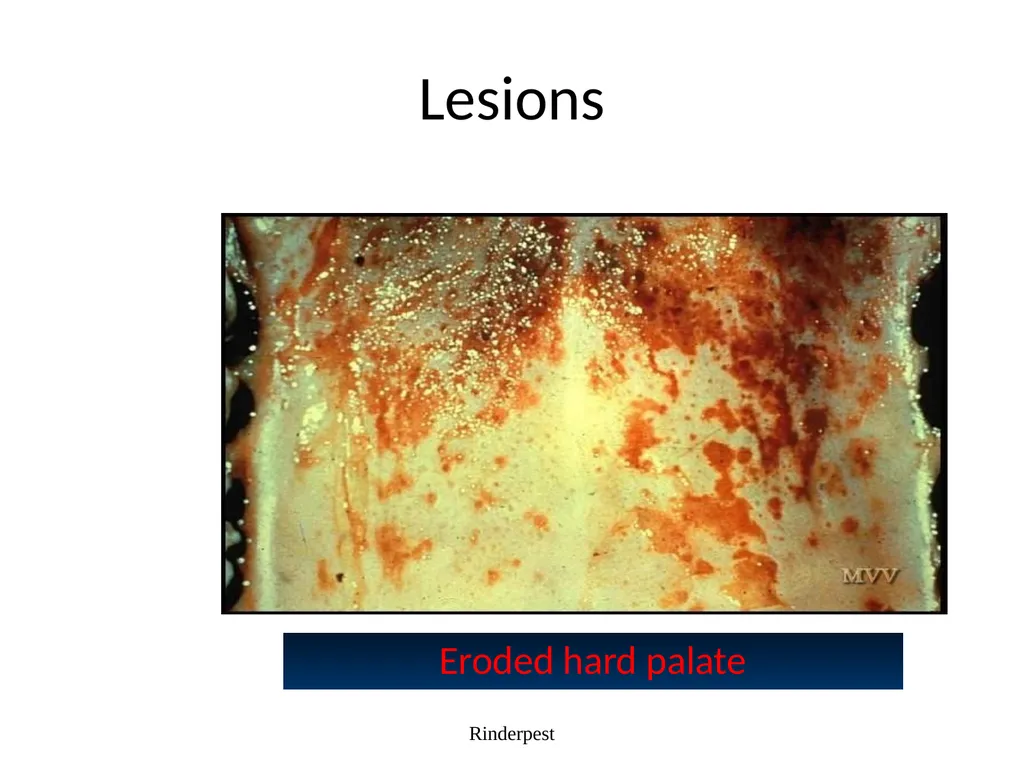Rinderpest Rinderpest is characterized by high - slide 38 of 60
