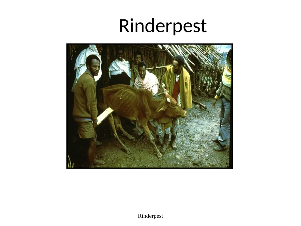 Rinderpest Rinderpest is characterized by high - slide 2 of 60