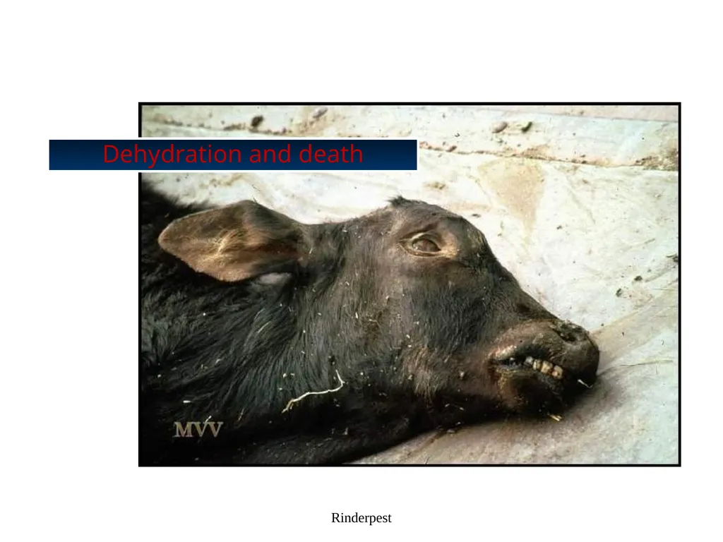 Rinderpest Rinderpest is characterized by high - slide 37 of 60