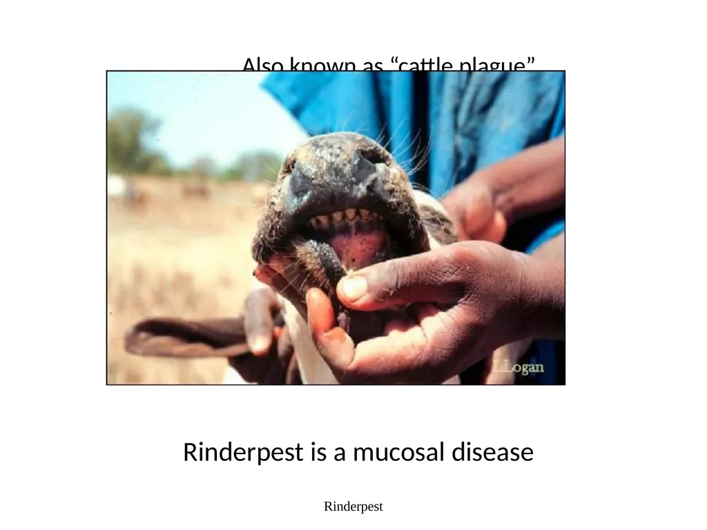 Rinderpest Rinderpest is characterized by high - slide 4 of 60