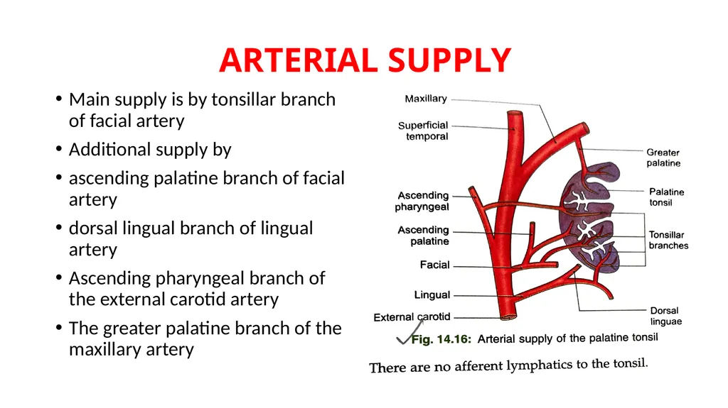 SOFT PALATE It is a movable,muscular fold - slide 13 of 15