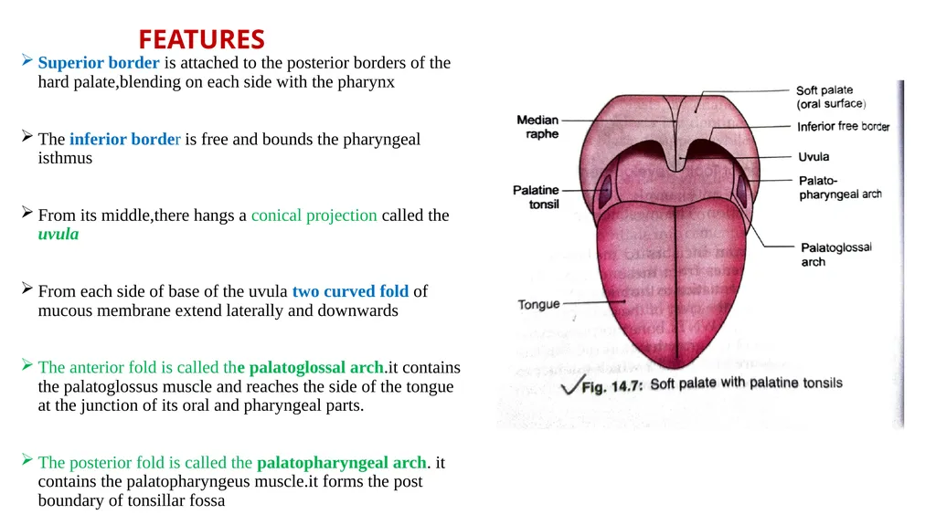SOFT PALATE It is a movable,muscular fold - slide 2 of 15