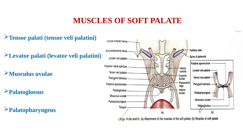 SOFT PALATE It is a movable,muscular fold - slide 4 of 15