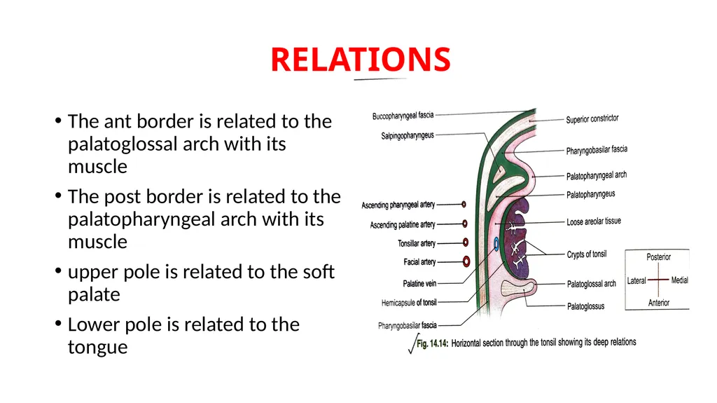 SOFT PALATE It is a movable,muscular fold - slide 11 of 15