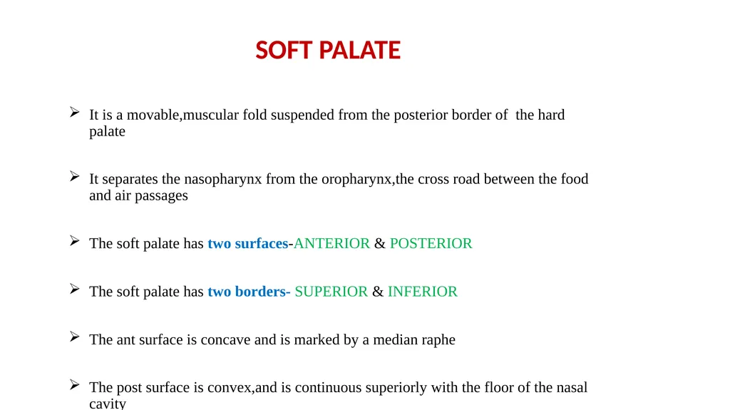 SOFT PALATE It is a movable,muscular fold - slide 1 of 15