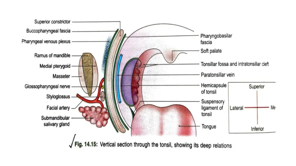 SOFT PALATE It is a movable,muscular fold - slide 12 of 15
