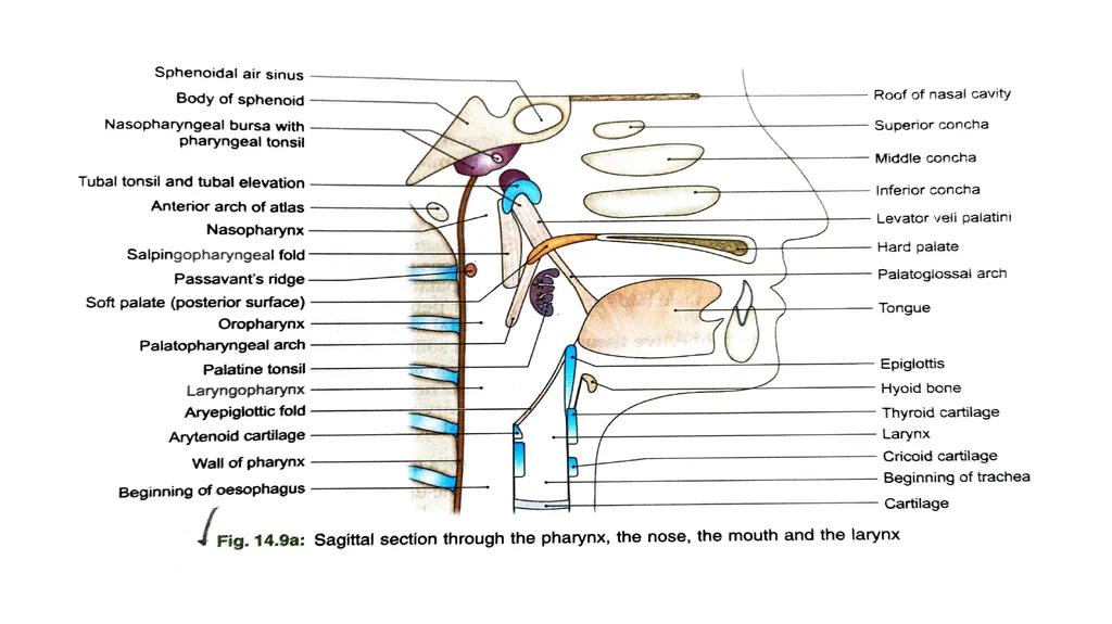 SOFT PALATE It is a movable,muscular fold - slide 9 of 15