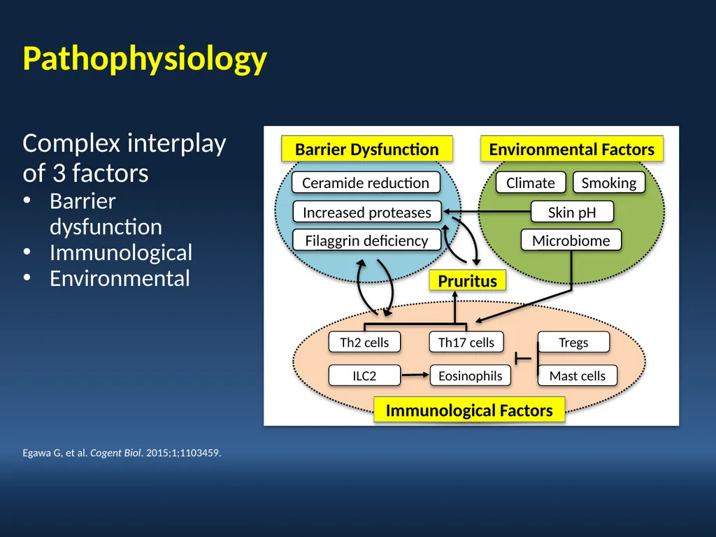 Faculty David I. Bernstein, MD Professor of - slide 14 of 76