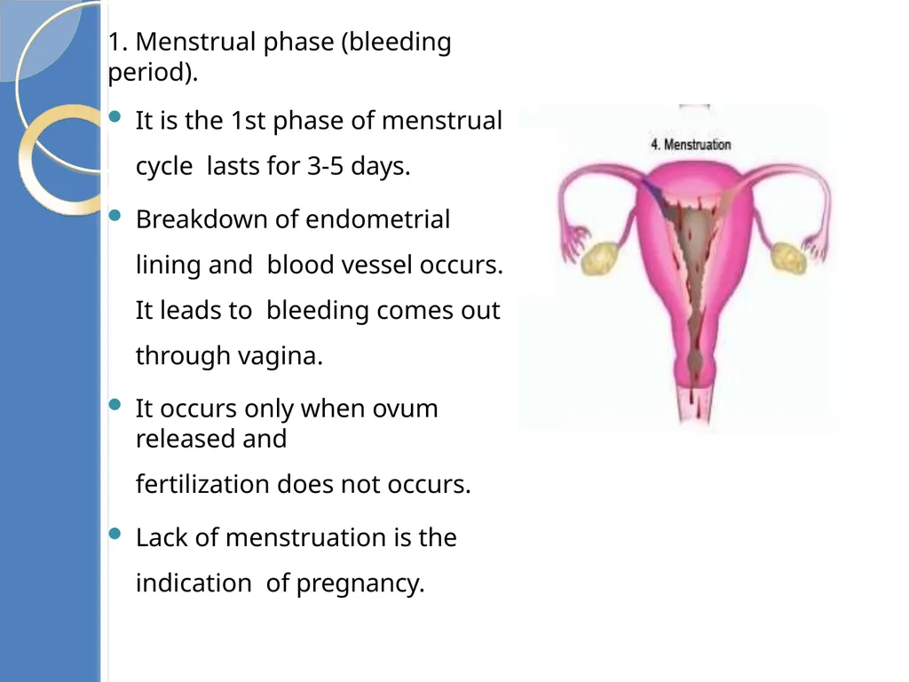 Human Reproduction BIOLOGY ,CHAPTER 03,CLASS-XII - slide 51 of 69