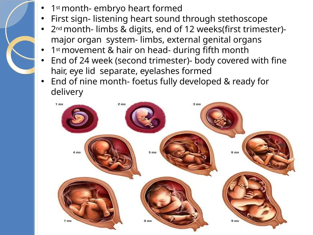Human Reproduction BIOLOGY ,CHAPTER 03,CLASS-XII - slide 67 of 69